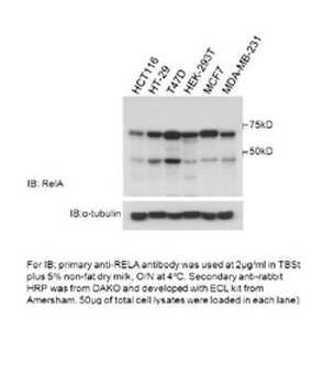 RELA Rabbit Polyclonal Antibody