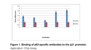 TP53 Rabbit Polyclonal Antibody