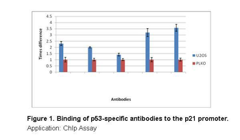 TP53 Rabbit Polyclonal Antibody