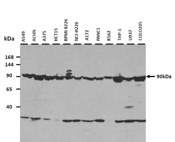 TLR2 Rabbit Polyclonal Antibody