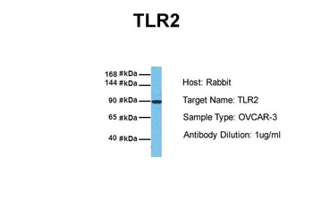 TLR2 Rabbit Polyclonal Antibody