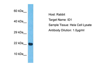 ID1 Rabbit Polyclonal Antibody