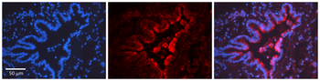 ID1 Rabbit Polyclonal Antibody