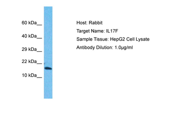 IL17F Rabbit Polyclonal Antibody