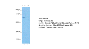 OAS1 Rabbit Polyclonal Antibody