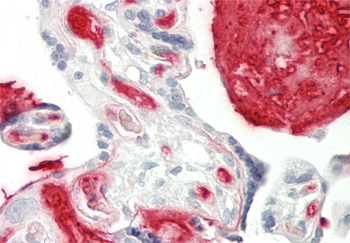 TNFSF15 Rabbit Polyclonal Antibody