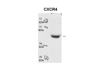 CXCR4 Rabbit Polyclonal Antibody