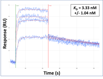 CXCR4 Rabbit Polyclonal Antibody