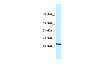 Ccl11 Rabbit Polyclonal Antibody