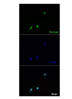 Pax7 Rabbit Polyclonal Antibody