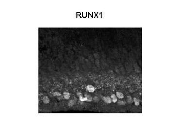 RUNX1 Rabbit Polyclonal Antibody