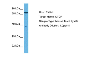 CTCF Rabbit Polyclonal Antibody