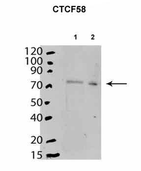 CTCF Rabbit Polyclonal Antibody