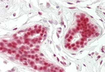 Gabpa Rabbit Polyclonal Antibody