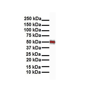 Gabpa Rabbit Polyclonal Antibody