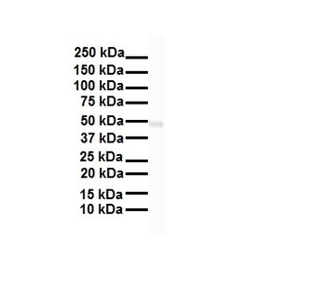 Gabpa Rabbit Polyclonal Antibody