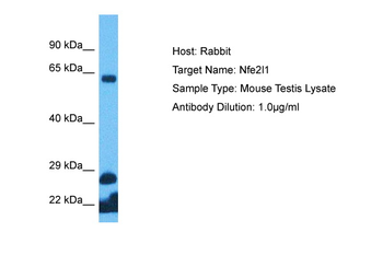 Nfe2l1 Rabbit Polyclonal Antibody