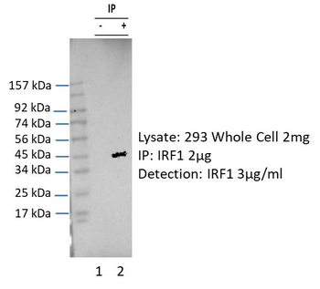 IRF1 Rabbit Polyclonal Antibody