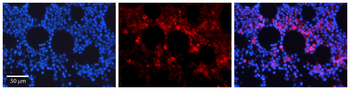 IRF1 Rabbit Polyclonal Antibody