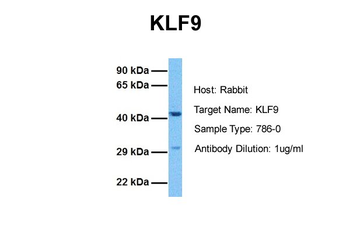 KLF9 Rabbit Polyclonal Antibody