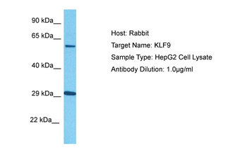 KLF9 Rabbit Polyclonal Antibody
