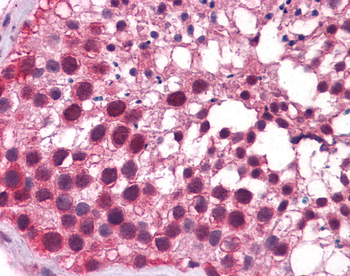 KLF9 Rabbit Polyclonal Antibody