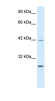 KLF9 Rabbit Polyclonal Antibody