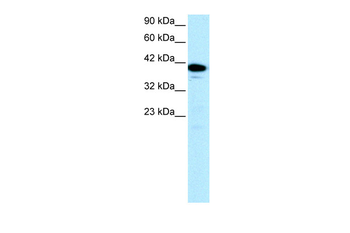 NFYA Rabbit Polyclonal Antibody