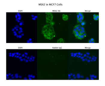 MSX2 Rabbit Polyclonal Antibody