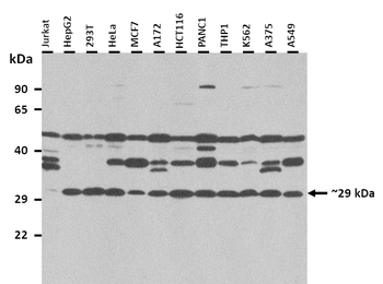XBP1 Rabbit Polyclonal Antibody