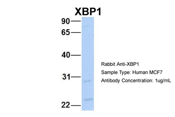 XBP1 Rabbit Polyclonal Antibody