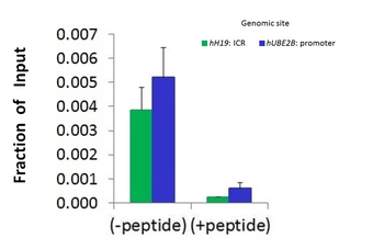 HDAC6 Rabbit Polyclonal Antibody