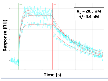 HDAC6 Rabbit Polyclonal Antibody