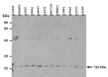 DRAP1 Rabbit Polyclonal Antibody