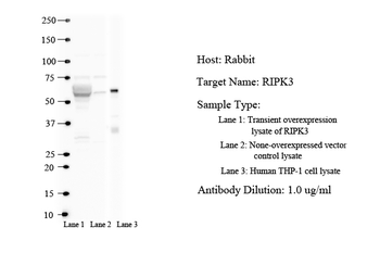 RIPK3 Rabbit Polyclonal Antibody