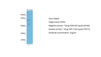 RIPK3 Rabbit Polyclonal Antibody