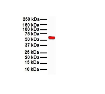 RIPK3 Rabbit Polyclonal Antibody
