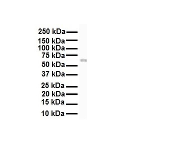 RIPK3 Rabbit Polyclonal Antibody