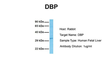 DBP Rabbit Polyclonal Antibody