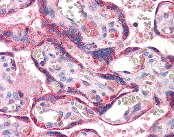 RYBP Rabbit Polyclonal Antibody