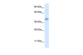 SEC14L2 Rabbit Polyclonal Antibody