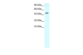 GATA2 Rabbit Polyclonal Antibody