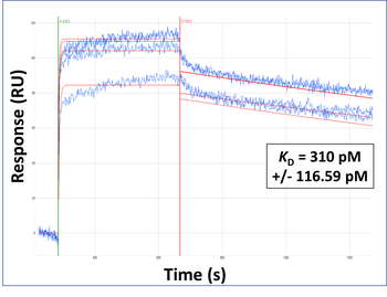 GATA3 Rabbit Polyclonal Antibody