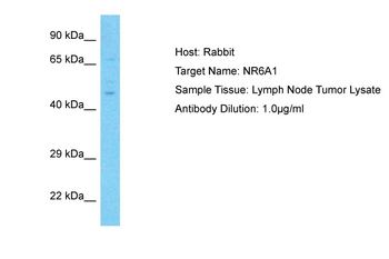 NR6A1 Rabbit Polyclonal Antibody