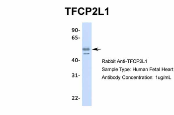 TFCP2L1 Rabbit Polyclonal Antibody