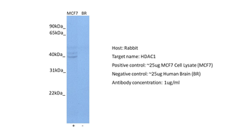 HDAC1 Rabbit Polyclonal Antibody