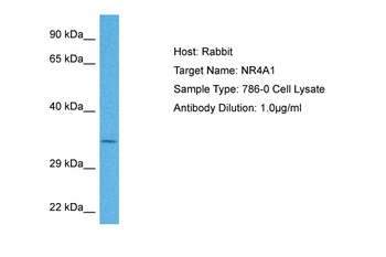 NR4A1 Rabbit Polyclonal Antibody