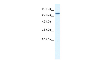 NR4A1 Rabbit Polyclonal Antibody
