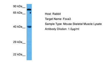 FOXA3 Rabbit Polyclonal Antibody