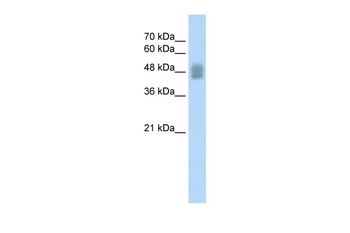 IRF3 Rabbit Polyclonal Antibody
